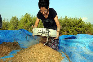 Kıraç Topraklar `Susam` İle Değerlendiriliyor