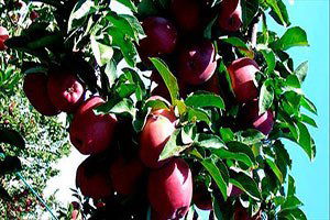 Tarım Adına Zenginlik Çok