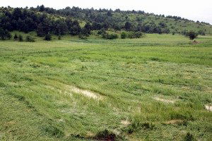 Tarsim, Üreticiye 700 Milyon TL Hasar Ödemesi Yapacak