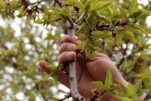 TARSİM`den Kayısı Üreticisine Hasar Ödemesi