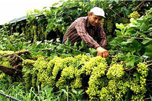 TARSİM`den Manisa`ya Rekor Ödeme