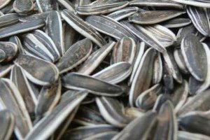 Tekirdağ`da, Ayçekirdeği Hırsızlığı