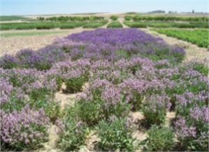Osmankalfalar Tıbbi Adaçayı Üretiminde Antalya`da Pilot Bölge Oldu
