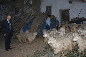 Çiftçilere Tiftik Keçisi ve Teke Dağıtıldı