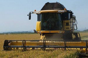 TZOB`dan TMO`ya Çeltik Çağrısı