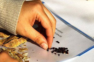 Tohum Takası Şenliği`ne Geri Sayım Başladı