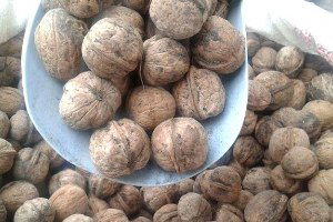 Tokat`ta Ceviz Rekoltesinde Artış