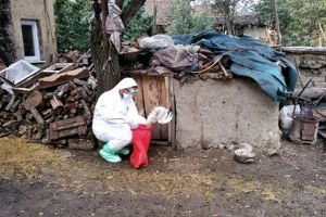 Tokat Zile`de Kuş Gribi Paniği