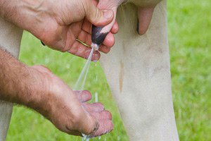 Toplanan İnek Sütü Ağustos Ayında Arttı