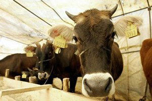 Türkeli`de Büyükbaş Hayvanlara Şap Aşısı Yapıldı