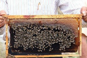 Türkiye`de En Kalite Bal, Kastamonu`da Üretiliyor