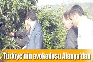 Türkiye`nin Avokadosu Alanya`dan