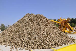 Ulaş`ta Şeker Pancar Hasadı Başladı