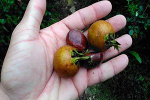 Uludağ`da Kestane Bereketi