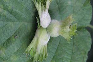 Fındık Üreticilere Külleme Hastalığı Uyarısı