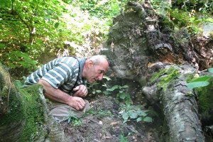 Yaban Arıları Yapıyor, Onlar Hasat Ediyor