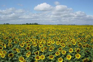 Yağlık Tohum Alanları Genişliyor