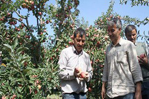 Yahyalı`da Elma İndirme Sezonu Gecikmeli Başladı
