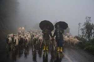 Yaylacıların Geriye Dönüşleri Başladı