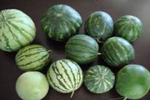 Yerel Karpuz Ulusal Tohum Gen Merkezinde