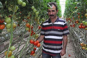 Yozgat Domates Pazarına Giriyor