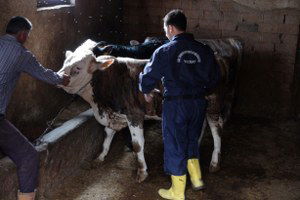 Yozgat`ta 215 Bin Hayvana Şap Aşısı Yapılacak