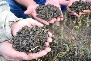 Yozgat`ta Toplu Arı Ölümleri