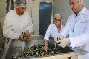 Zeytin Gerçek Değeriyle Ekonomiye Kazandırılacak