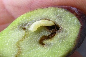 Zeytin sineğiyle mücadele için 3,5 milyon liralık bütçe