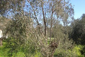 Zeytin Üreticisine `Halkalı Leke` Uyarısı