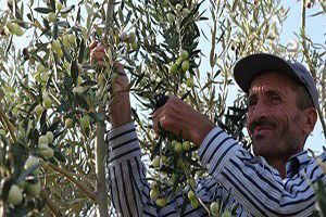 Zeytin Altın Yılını Yaşıyor