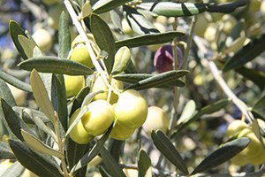 Zeytinde Rekolte Düşük, Fiyat Yüksek