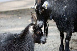 Zifte Saplanan Kıl Keçileri Telef Oldu