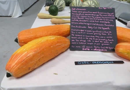 Kanada`da 800 Yıllık Tohumdan Kabak Ürettiler