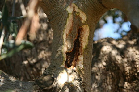 Zeytin Ağaçlarımız Ölüm Tehlikesiyle Karşı Karşıya