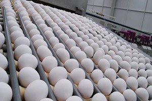 Angola`ya Yumurta Satarken AB`ye Satamamak Acı