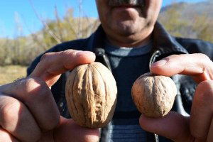 Adilcevaz`daki Cevizler Büyüklüğüyle Şaşırttı