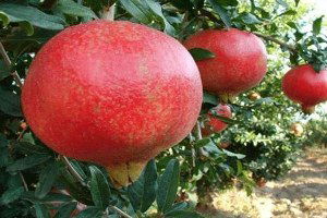 Adıyaman Narı Büyük İlgi Görüyor