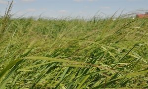 ABD`nin Dallı Darısı Bozkıra Umut Oldu