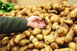 Ahlat Patatesinde Üretim Hedefi Büyüyor