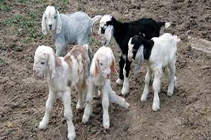 Akademisyenler Çiftçilere Keçi Yetiştiriciliğini Anlattı