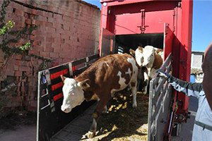 Akşehir`e Yurt Dışından 300 Simental İnek