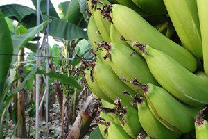 Alanya`da Muz Üretimi Örtü Altına Girdi