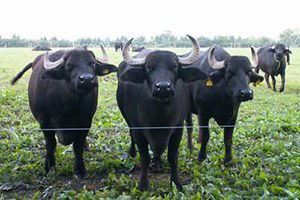 Buzağı, Anaç Manda ve Malak Desteklemesi Başvuruları Başladı