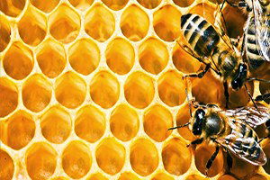 Malkara`da Arı Üreticilerine Destek