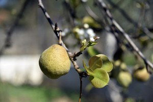 Bodrum`da Armut Ağacı Meyve Verdi