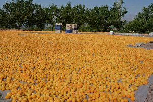 Atık Kayısılardan Sirke