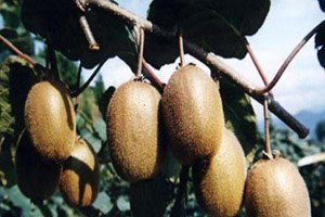 Çarşamba Ovası`nda Kivi Hasadı Başladı