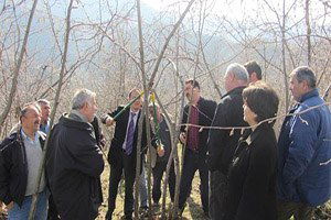 Dünyanın Fındık Gen Mirası Giresun`da Korunuyor