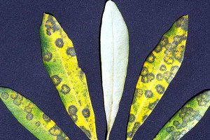 Milas`ta Zeytinde Halkalı Leke Hastalığıyla Mücadele Başlatıldı